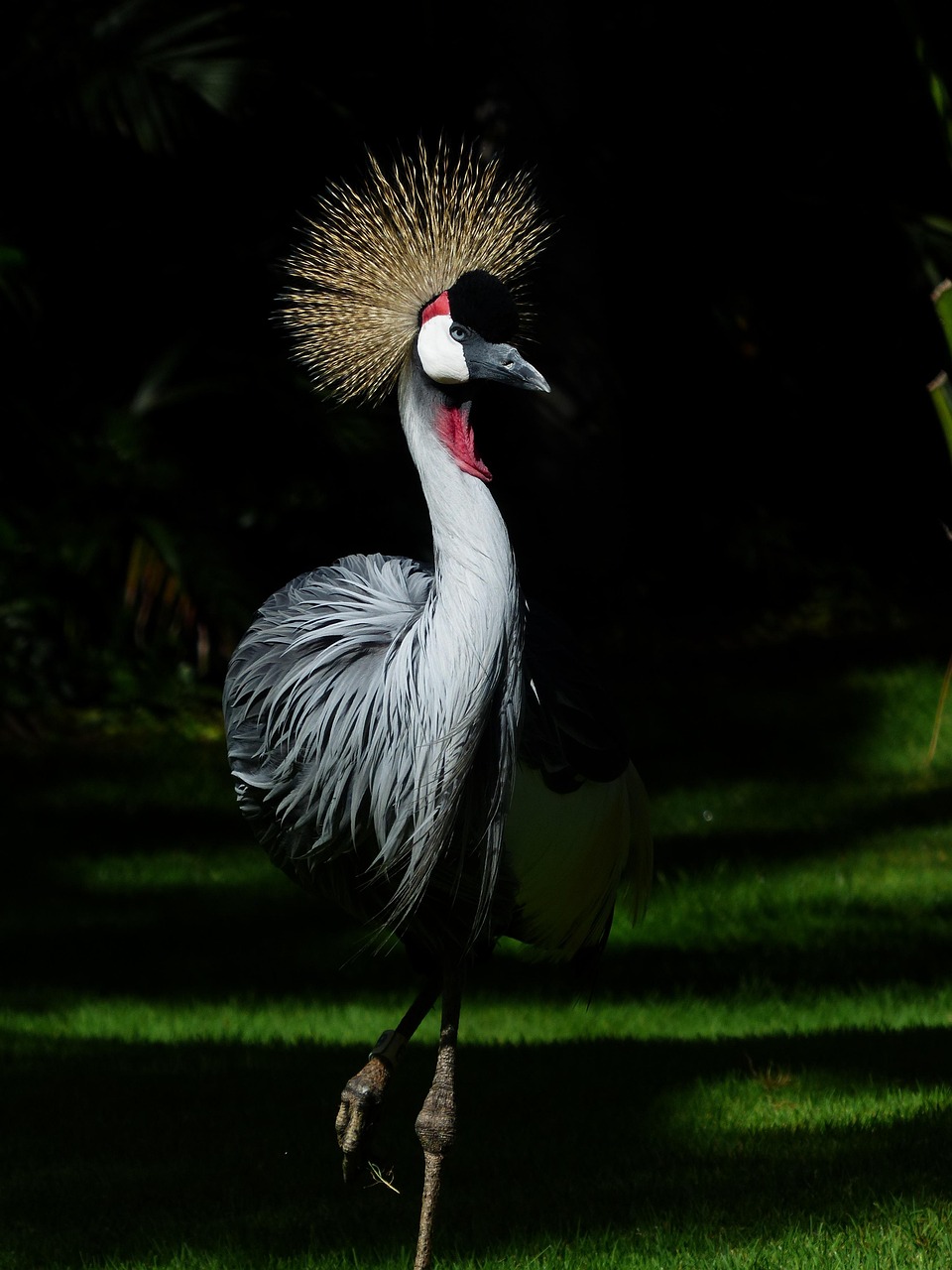 grey crowned crane 406631 1280